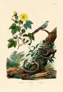 綿、1833-39 作： French School
